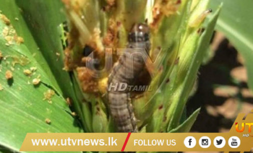 Cabinet approves Rs.250 million to compensate affected farmers by Fall army worm