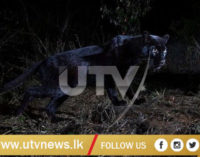 மிக அரிய வகை உயிரினமான கருஞ்சிறுத்தை ஒன்று கென்யாவில் கண்டுபிடிப்பு