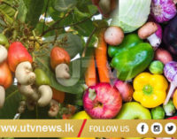 மரமுந்திரிகை மற்றும் மரக்கறி செய்கையை மேம்படுத்த நடவடிக்கை