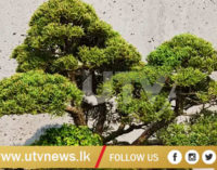 400 ஆண்டுகள் பழமையான போன்சாய் மரம் திருட்டு