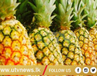 மொரிஸ் ரக அன்னாசிகளுக்கு கேள்வி…