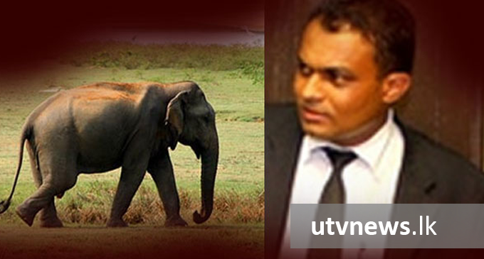 Elephant calf case: AG files indictments against Thilina Gamage