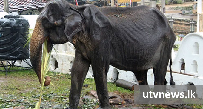 Wildlife Ministry to probe “Tikiri” being used in Perahera